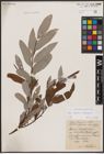 Foto von Salix caprea L. x Salix eleagnos Scop.